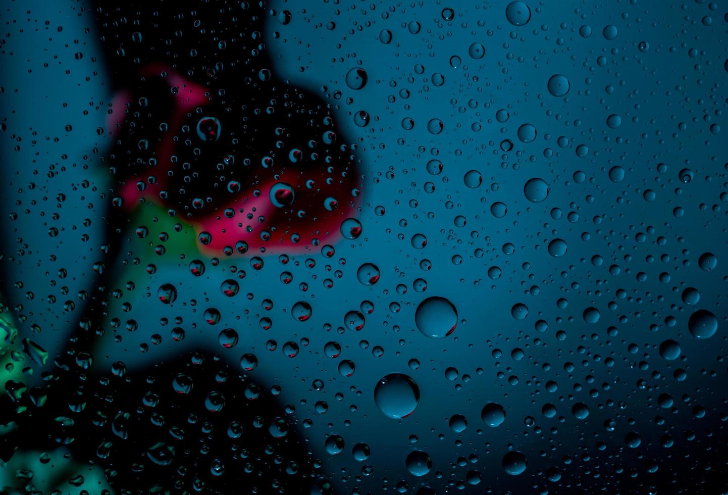 Blurred image of a red rose behind a clear glass of a window with a drop of water on blue background with copy space for text. Valentines day concept. photo