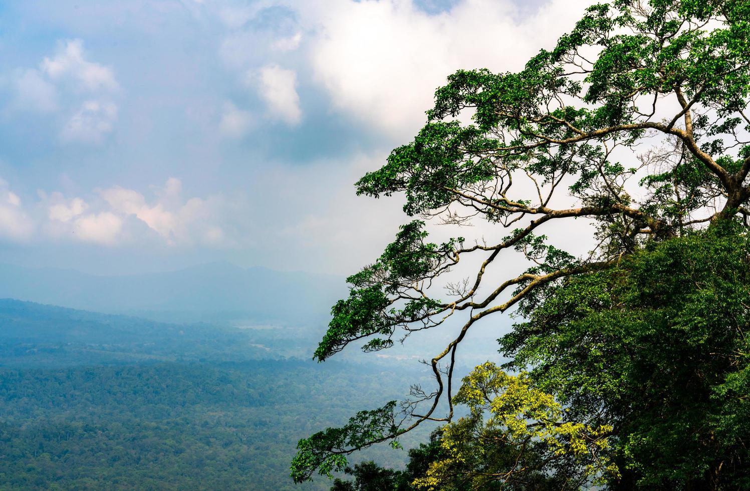 árbol grande con hermosas ramas y hojas verdes frescas en el bosque tropical con cielo y fondo de nubes cumulus blancas. concepto de ecosistema y medio ambiente saludable. foto