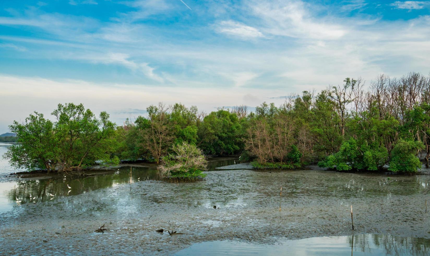 Mangrove forest with birds walking on mud. Beautiful blue sky and clouds. Mangrove ecosystem. photo