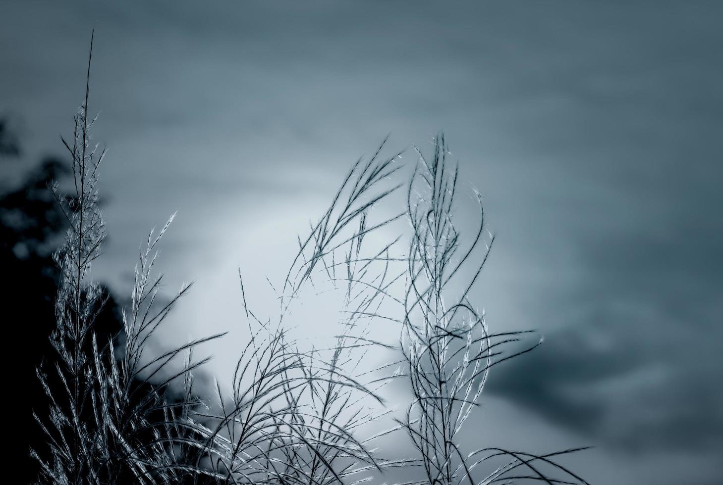Black and white scene of grass flower with dark sky and sunlight. Dreamy background for sad, dead, hopeless, and despair. Death and sad background. Beauty in nature. Grass flower field on blurred sky. photo