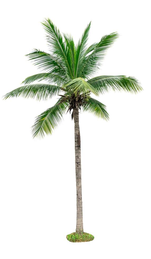 Coconut tree isolated on white background. Tropical palm tree. Coconut ...