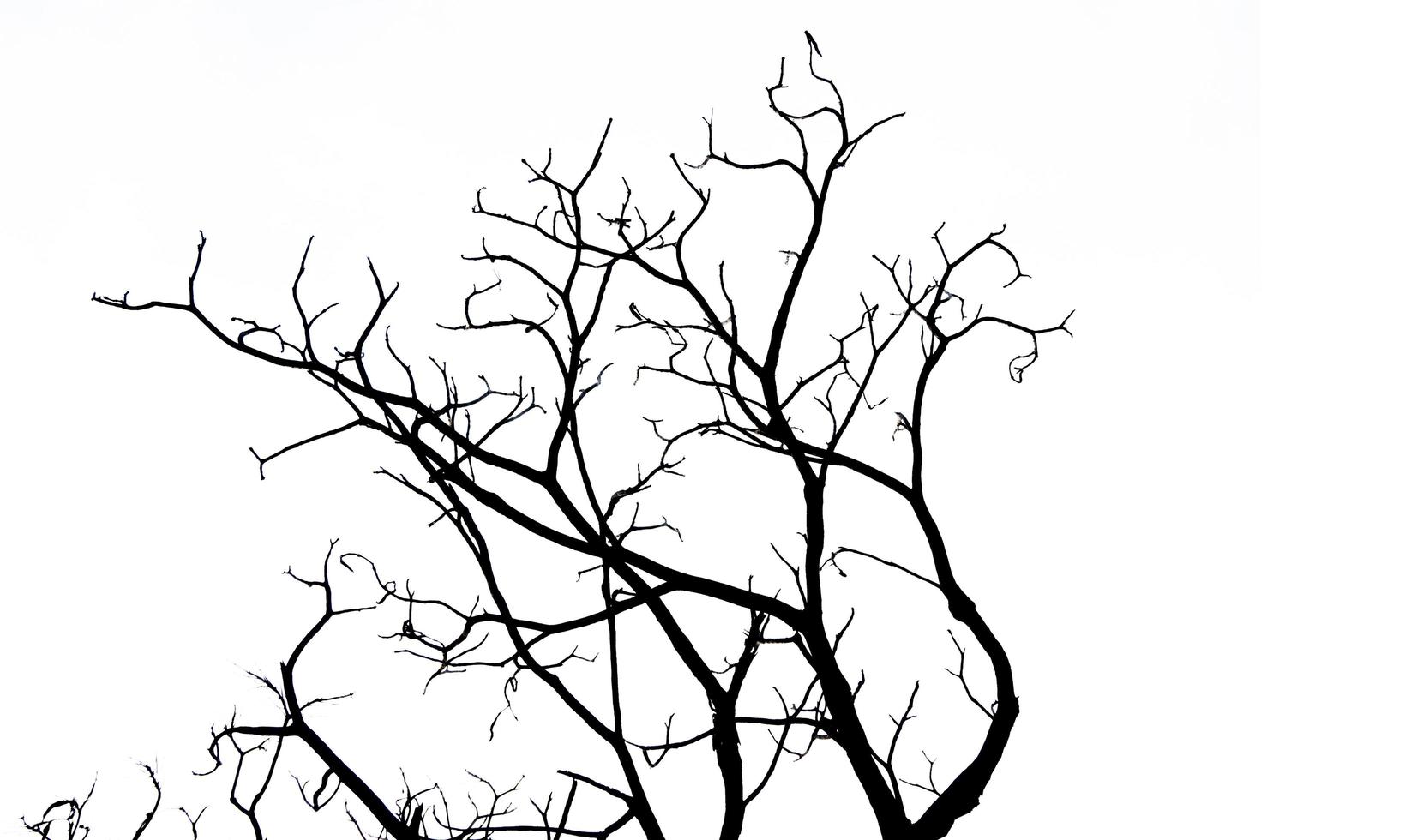 Silhouette dead tree and branch isolated on white background. Background for death, hopeless, despair,sad, and lament concept. Halloween night. Dramatic horror night on Halloween day.  Grief abstract. photo