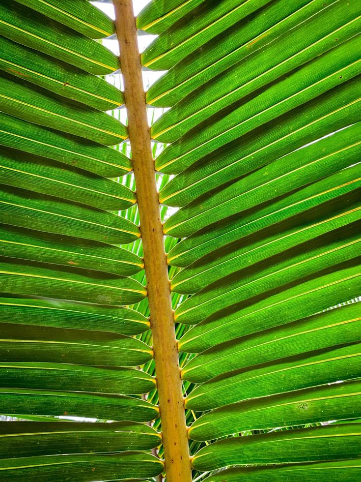 Under coconut leaves and stalk at tropical beach. Closeup palm tree. Coconut leaves pattern. Summer vacation background. Texture green leaf of palm. Tropical environment. Resort decoration. photo