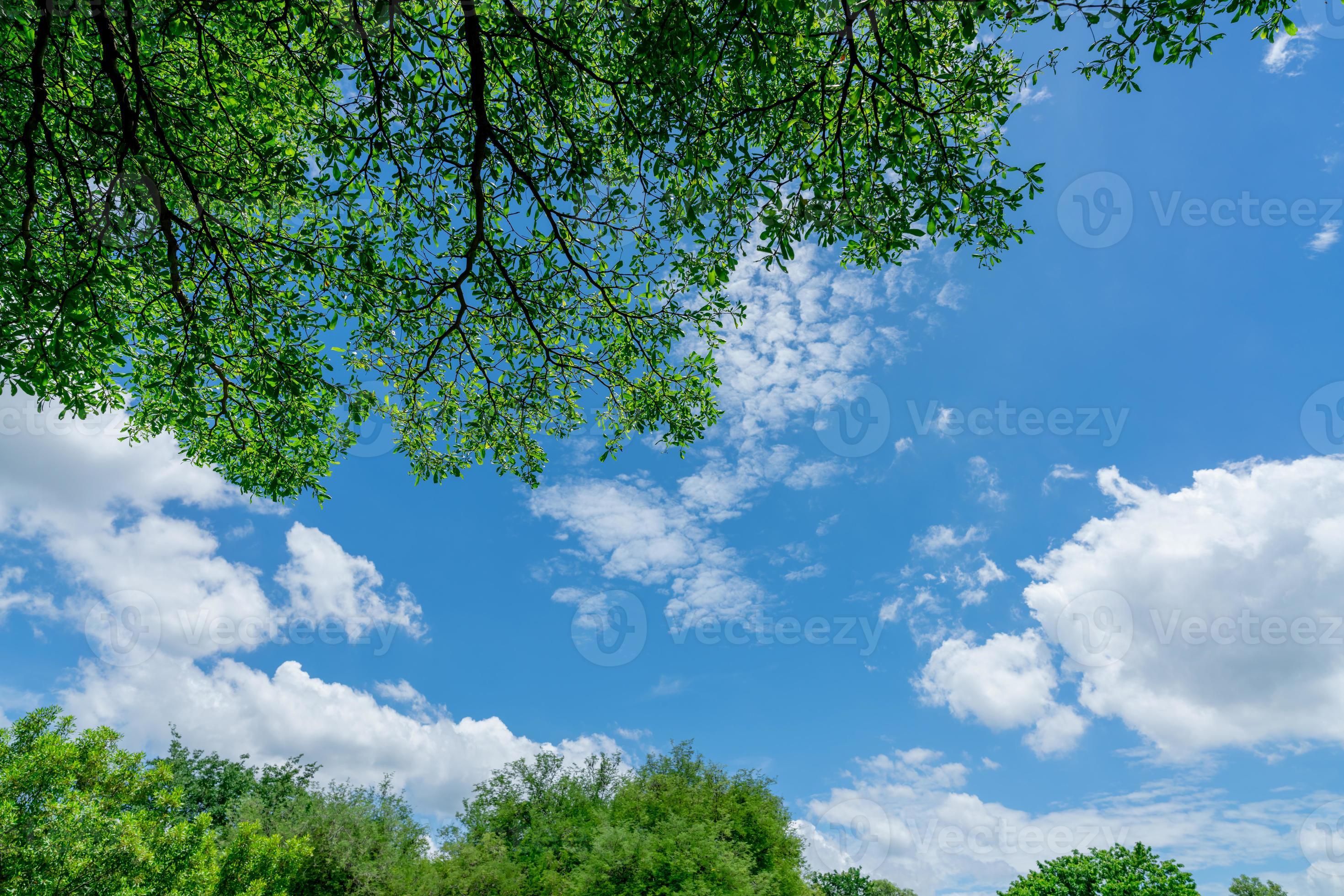 Tree branches with green leaves against blue sky and white fluffy