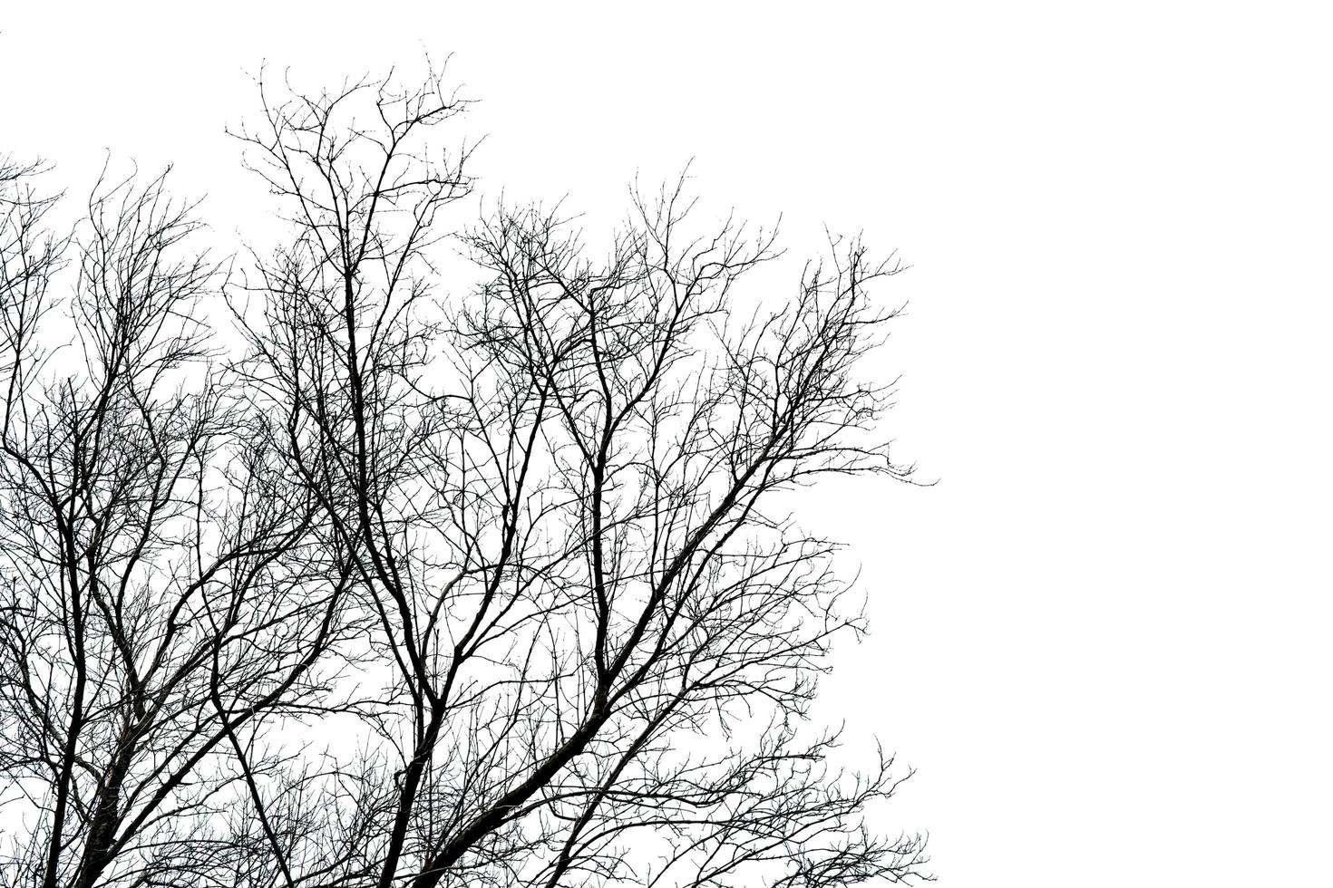 Silhouette dead tree isolated on white background for scary, death, and peace concept. Halloween day background. Art and dramatic in black and white scene. Despair and hopeless concept. photo