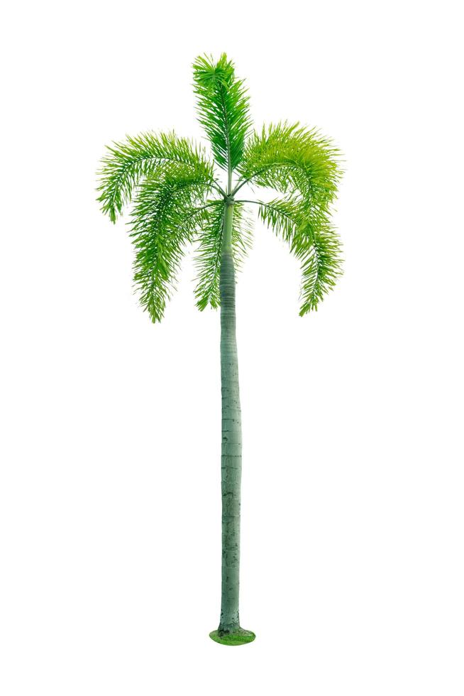 Manila palm, Christmas palm tree Veitchia merrillii isolated on white background. used for advertising decorative architecture. Summer and beach concept. photo