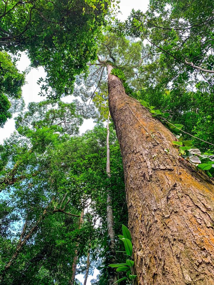 vista inferior del árbol verde en el bosque tropical. fondo de vista inferior del árbol con hojas verdes y luz solar en el día. árbol alto en el bosque. selva en tailandia. bosque tropical asiático foto