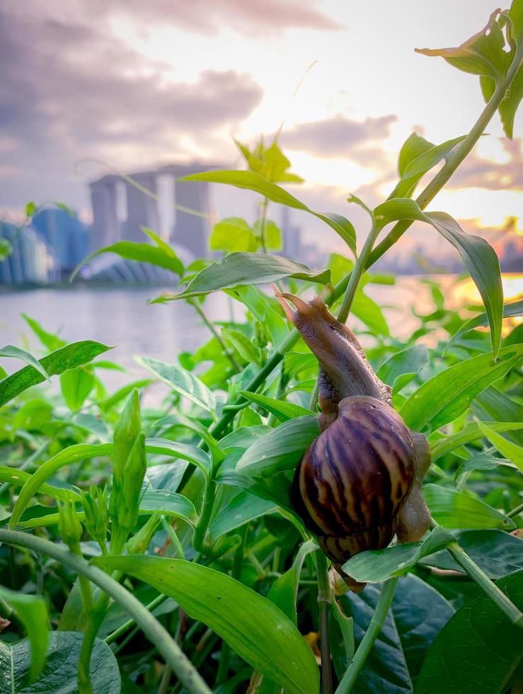 Snail climbing on plant in the evening beside the river opposite landmark building of Singapore at sunset. Slow life concept. Slow travel in Singapore. Snail in garden. Closeup invertebrate animal. photo