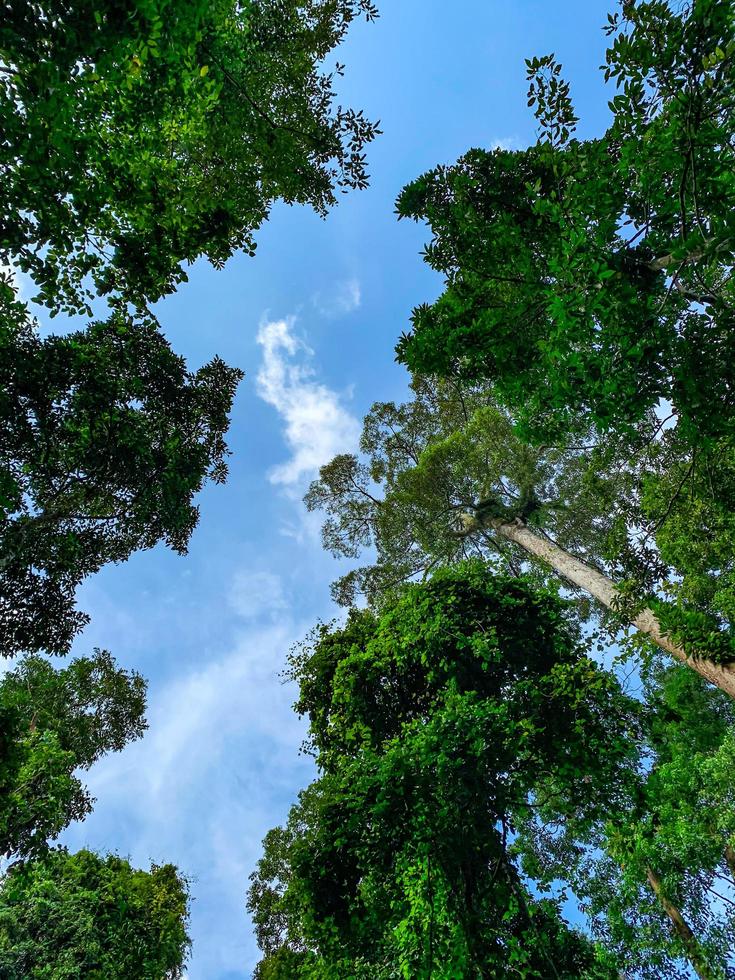 Bottom view of green tree in tropical forest with bright blue sky and white cloud. Bottom view background of tree with green leaves and sun light in the the day. Tall tree in woods. Jungle in Thailand photo
