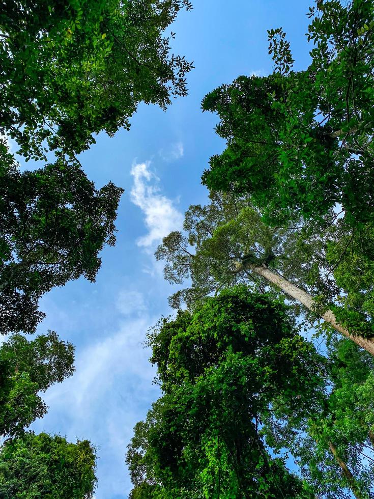 vista inferior del árbol verde en el bosque tropical con cielo azul brillante y nube blanca. fondo de vista inferior del árbol con hojas verdes y luz solar en el día. árbol alto en el bosque. selva en tailandia foto