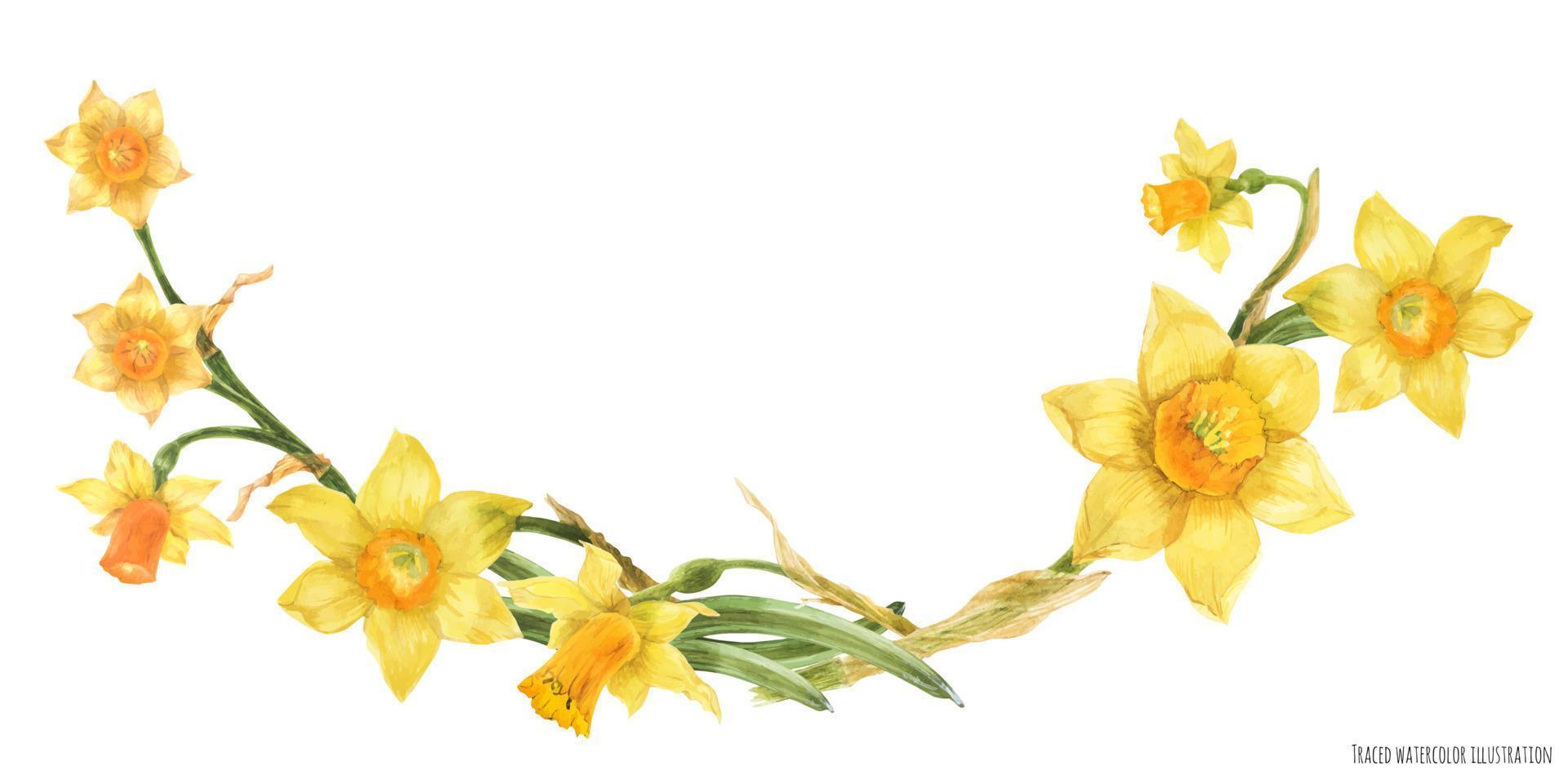 Daffodil flowers in floral watercolor arc on a white background, traced art vector