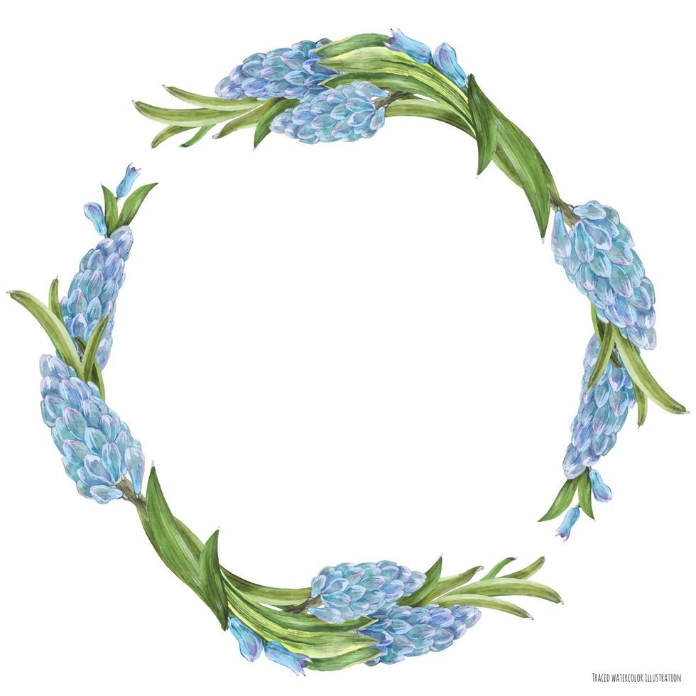 Hyachinth watercolor spring floral wreath on a white background, traced vector