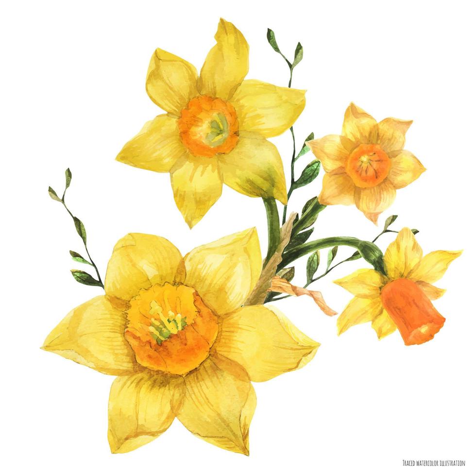 Yellow spring floral bouquet with daffodil flowers, traced watercolor vector