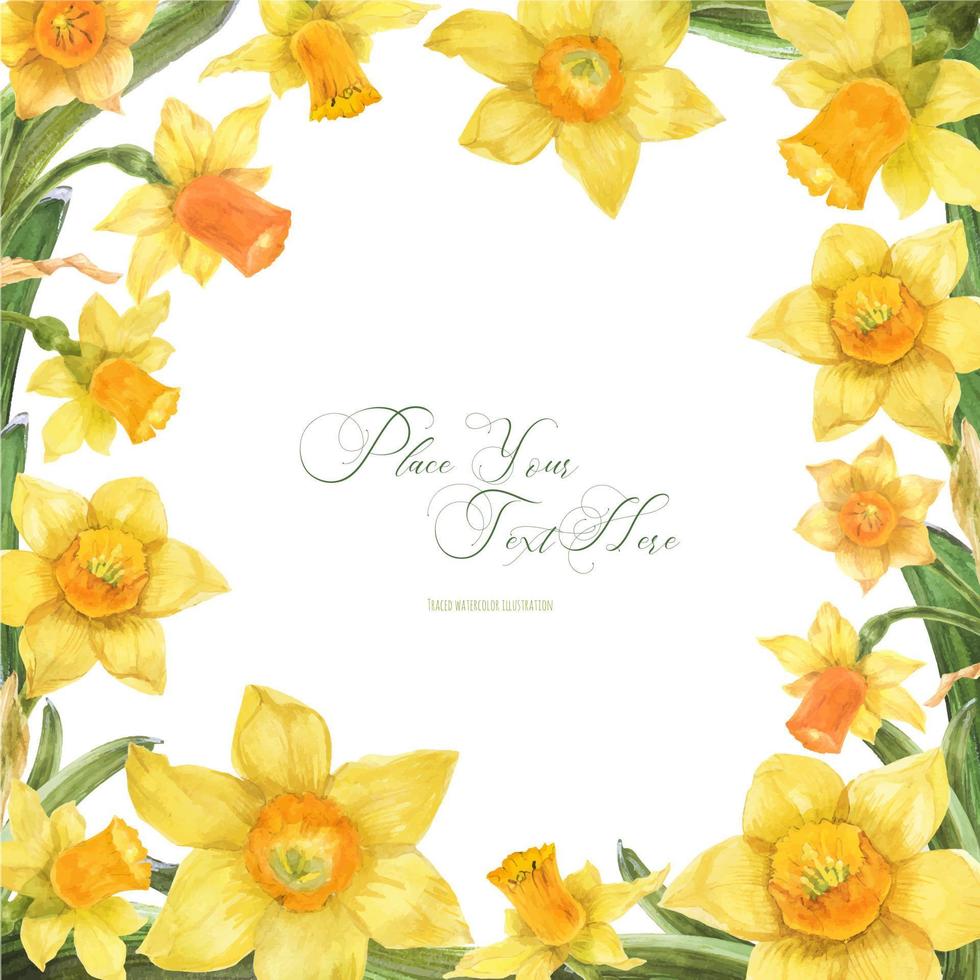 Daffodil watercolor spring floral frame on a white background, traced vector
