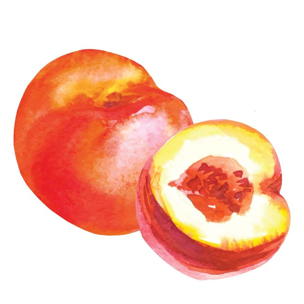 watercolor drawing of peach and halves of fruit vector