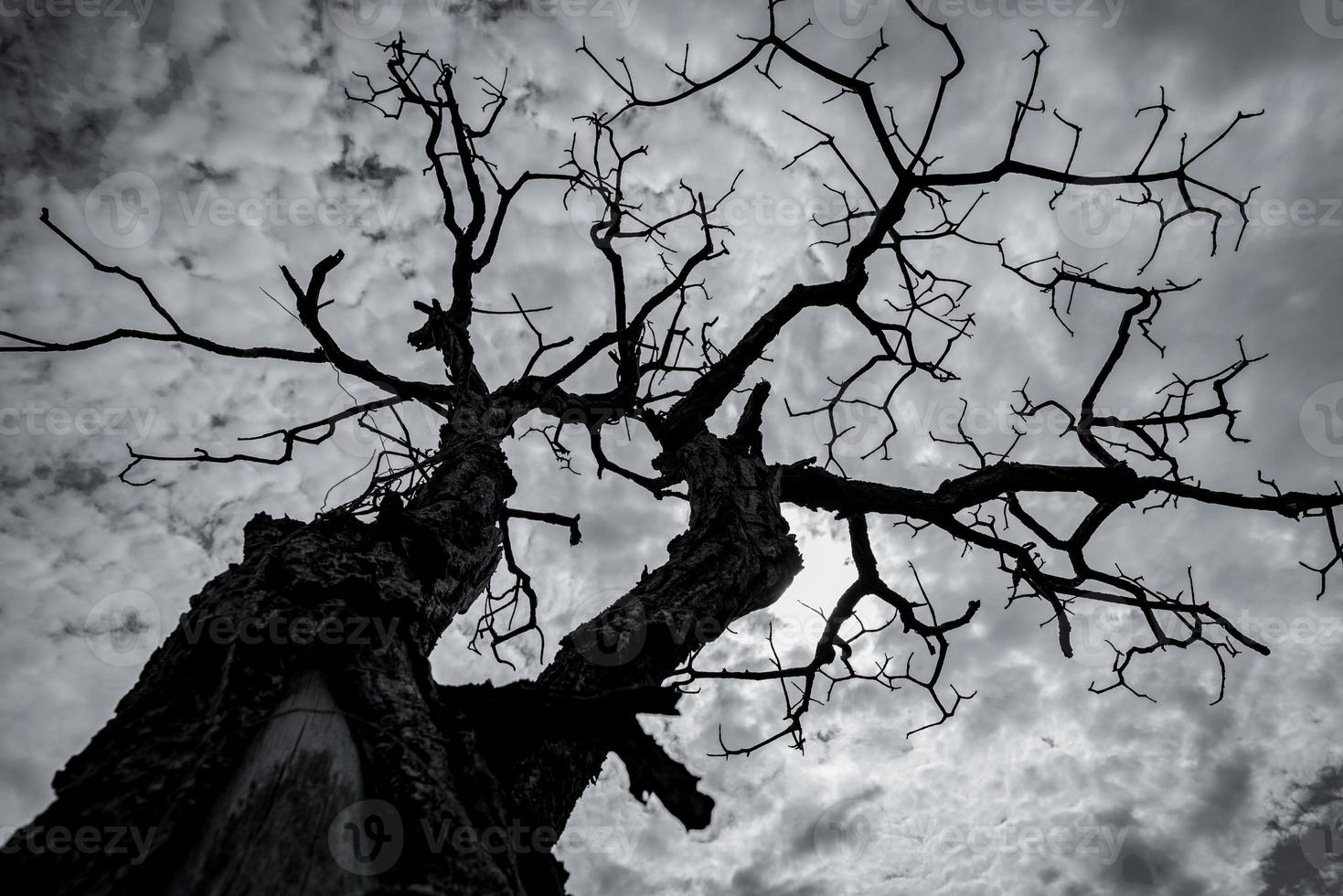 siluetee el árbol muerto en el cielo dramático oscuro y las nubes blancas. concepto de muerte, lamento, tristeza, dolor, desesperanza y desesperación. fondo abstracto del día de halloween. mirando hacia arriba la vista del árbol muerto. árbol sin hojas foto