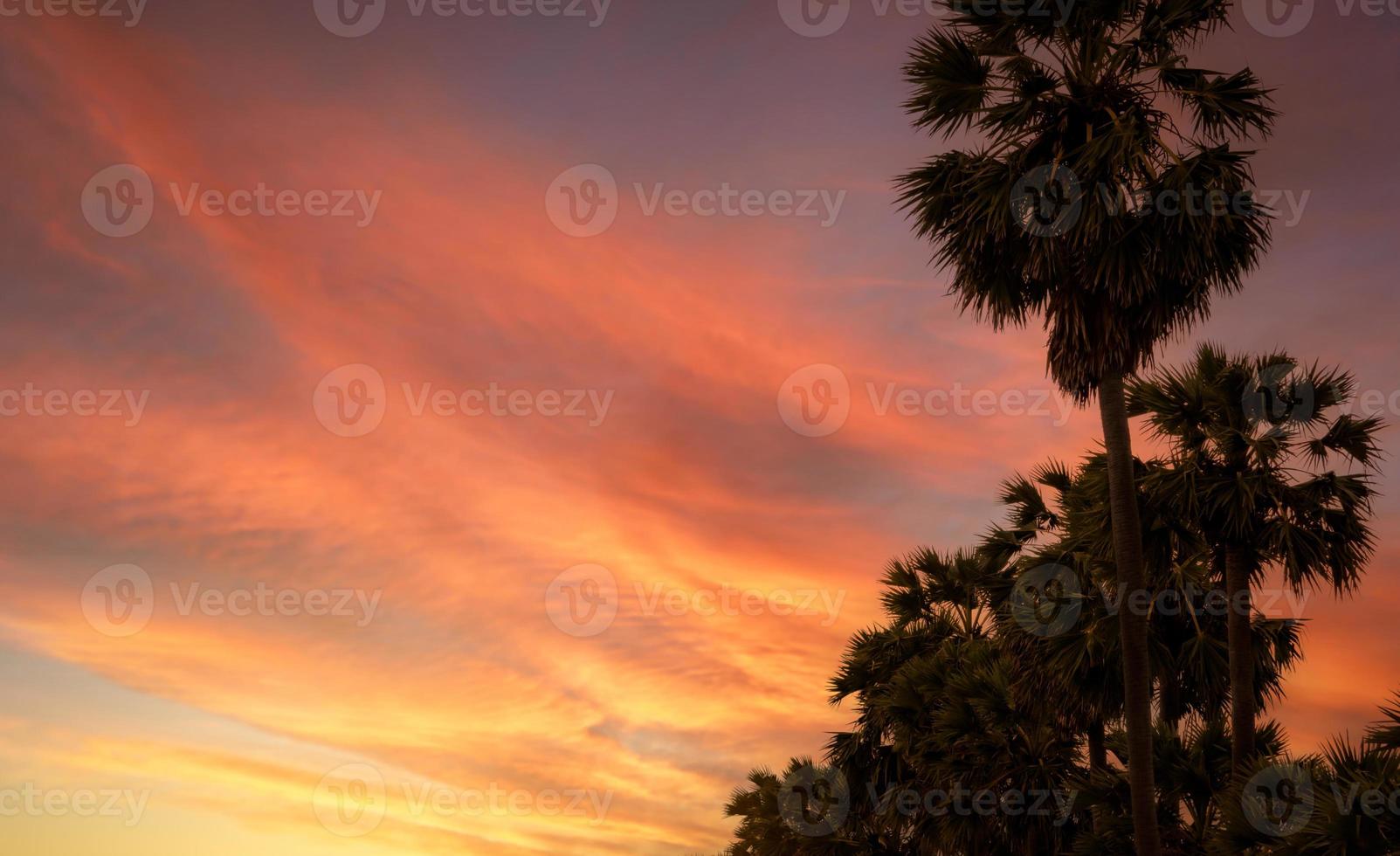 Bottom up view of sugar palm tree against orange and red sunset sky and clouds. Beauty in nature. Evening sky in summer. Tropical palm tree at dusk beside the beach. Tranquility view. Summer vibes. photo