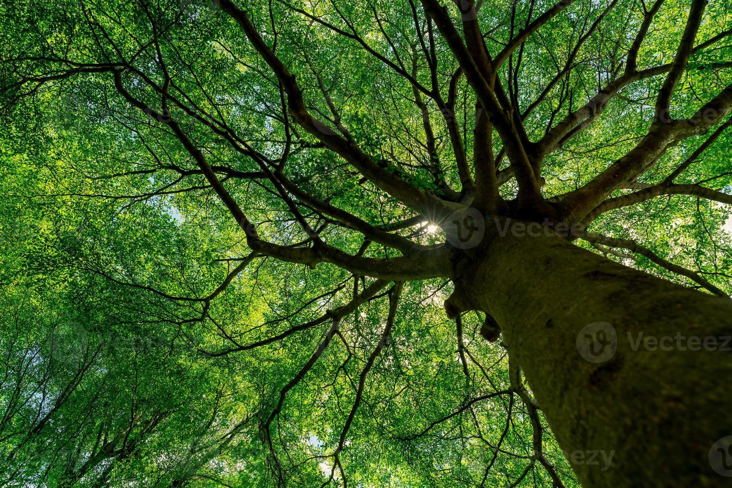 Bottom view of tree trunk to green leaves of big tree in tropical forest with sunlight. Fresh environment in park. Green plant give oxygen in summer garden. Forest tree with small leaves on sunny day. photo