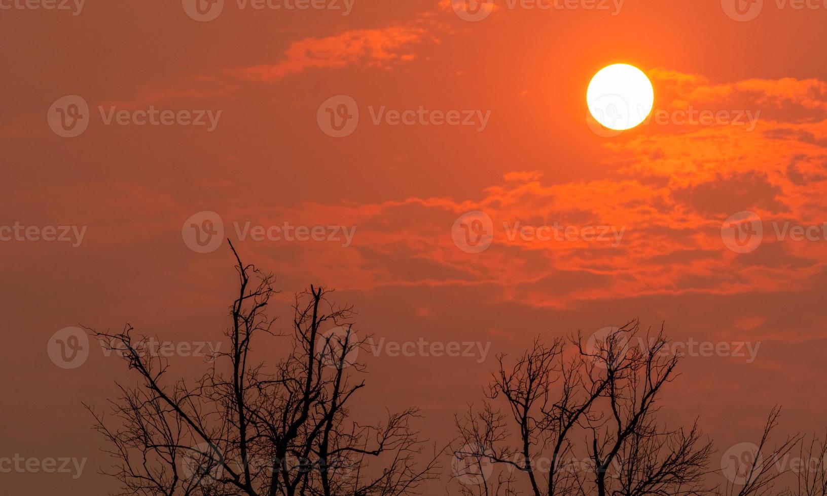 Silhouette leafless tree and round sun on sunset sky. Dead tree on red sunset sky background. Peaceful, tranquil, and death abstract background. Natural branches pattern. Nature landscape. Summer sky. photo