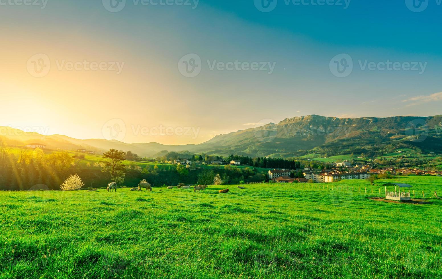 rebaño de vacas pastando en el campo de hierba con un hermoso cielo azul y luz solar matutina. rancho de cría de vacas. pastos de animales. paisaje de campo de hierba verde y montaña cerca del pueblo. pastizales en primavera. foto