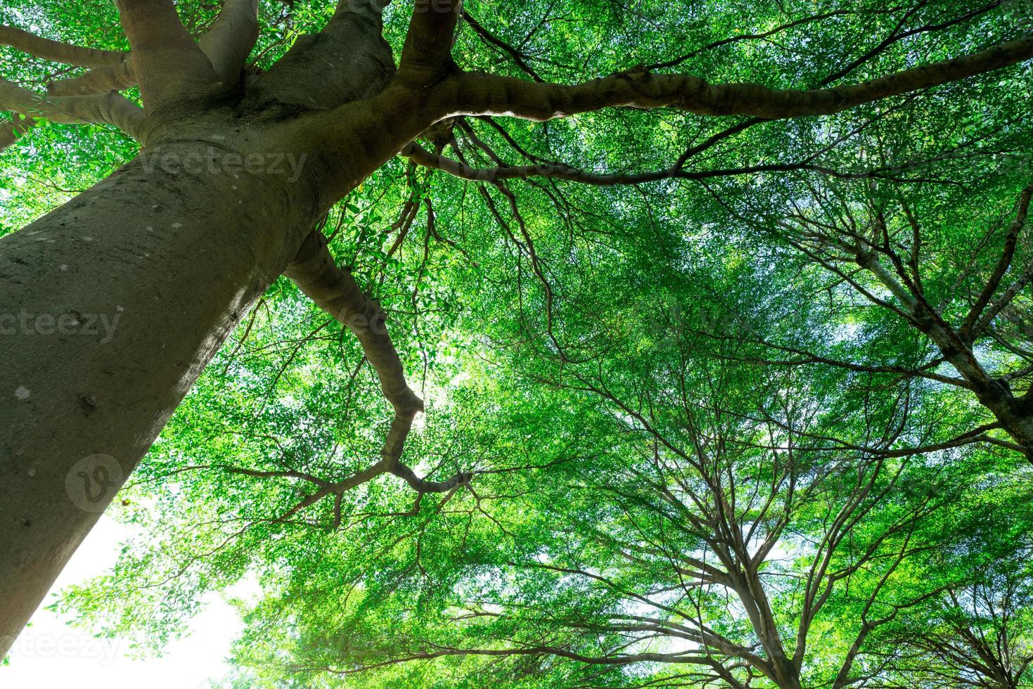 enfoque selectivo en el árbol. vista inferior del tronco del árbol a las hojas verdes de un gran árbol en el bosque tropical con luz solar. ambiente fresco en el parque. planta verde en el jardín de verano. árbol forestal con hojas pequeñas. foto