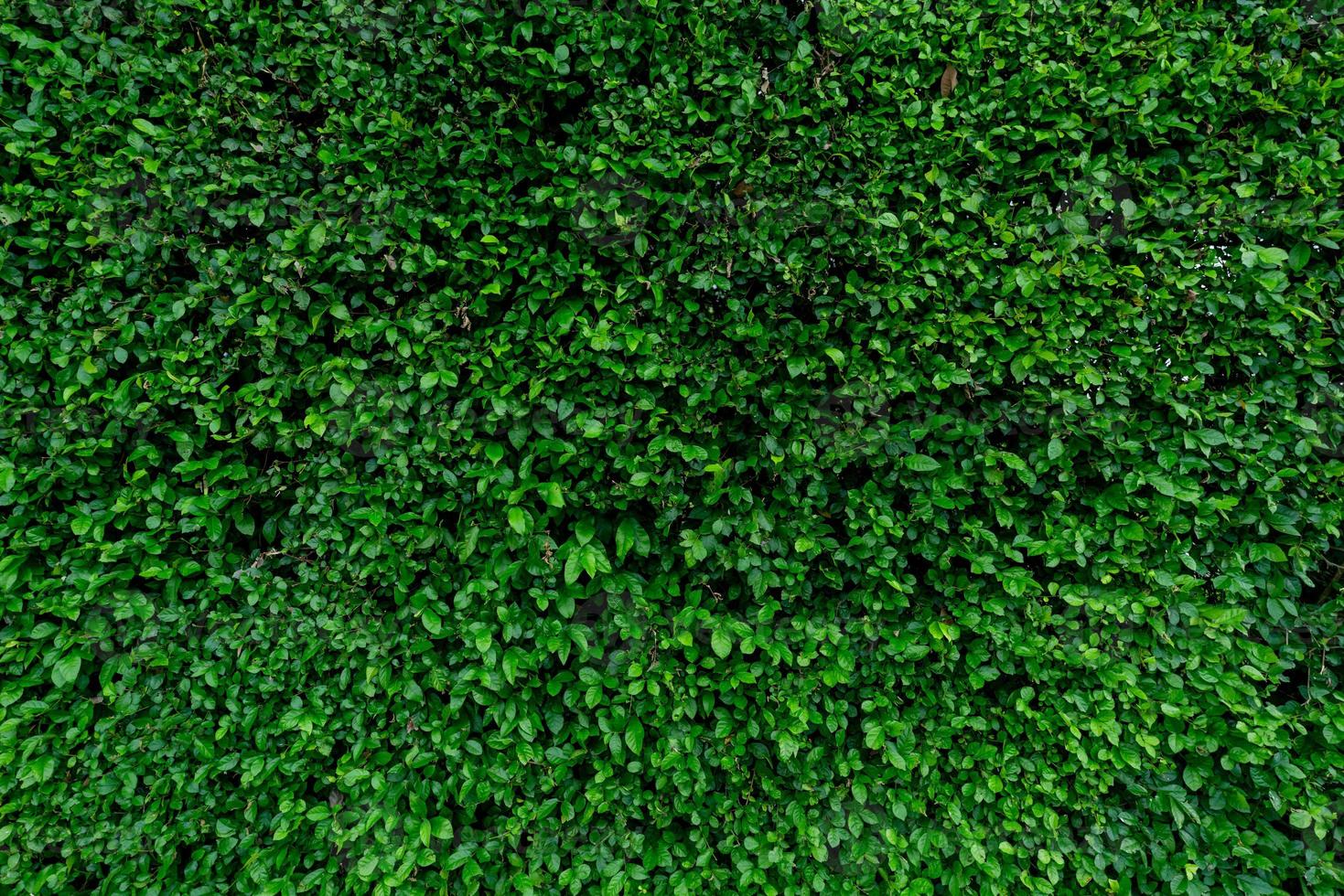 plantas de cobertura de hoja perenne de primer plano. pequeñas hojas verdes en el fondo de textura de pared de cobertura. pared de seto de hoja perenne ecológica. planta ornamental en el jardín del patio trasero. muchas hojas reducen el polvo en el aire. telón de fondo natural. foto