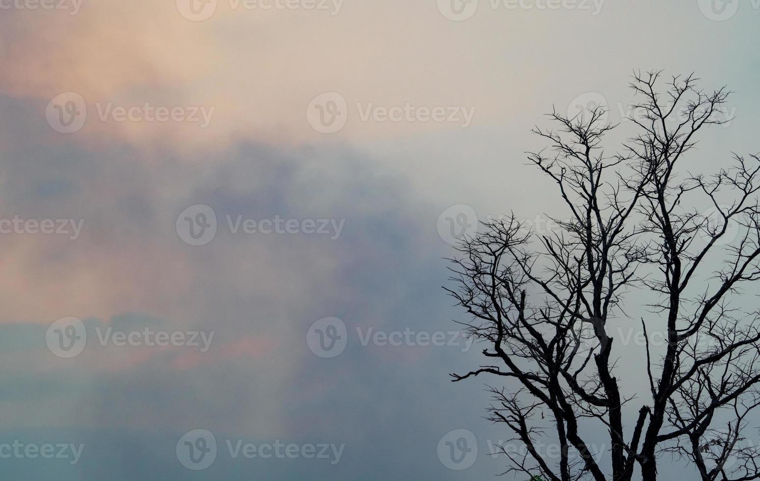 Dead tree on blue and white clouds on sunset sky background for a peaceful death. Despair and hopelessness. Sad of nature. Death and sad emotion background. Dead branch unique pattern. Sky of hope. photo