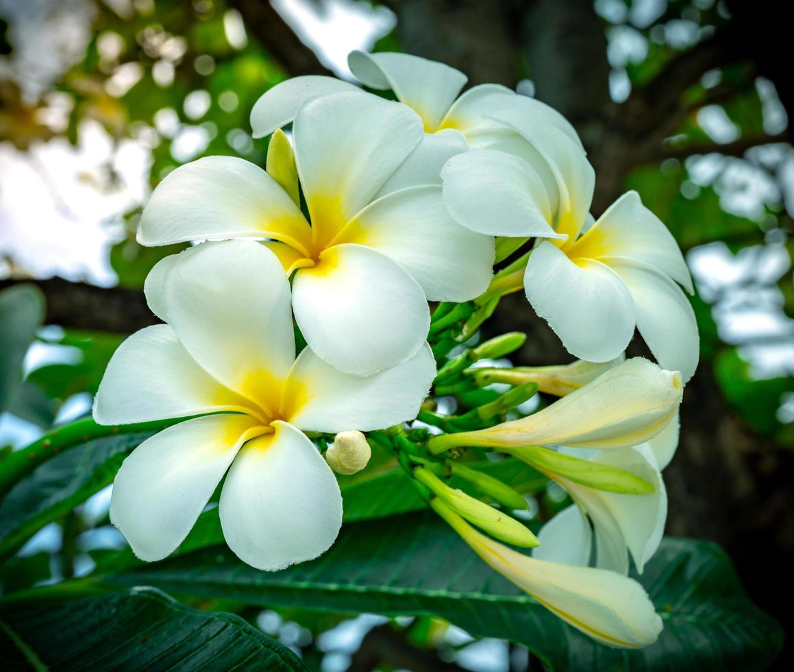 Frangipani flower Plumeria alba with green leaves on blurred background. White flowers with yellow at center. Health and spa background. Summer spa concept. Relax emotion. White flower blooming. photo