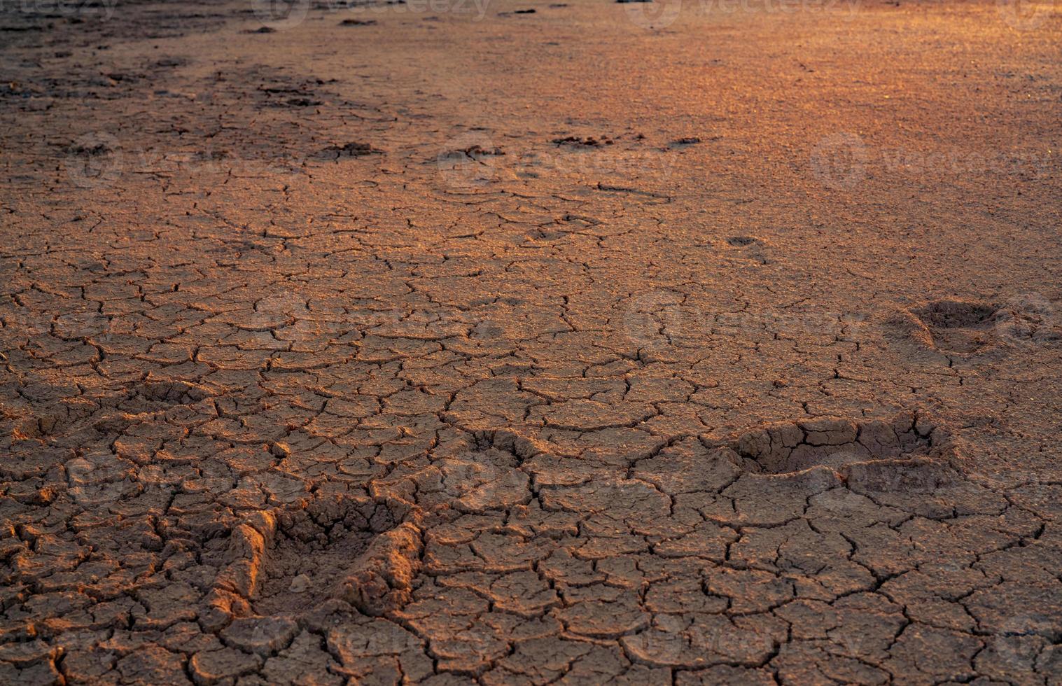 Climate change and drought land. Water crisis. Arid climate. Crack soil. Global warming. Environment problem. Nature disaster. Dry soil texture background. Footprint on drought land with sun light. photo