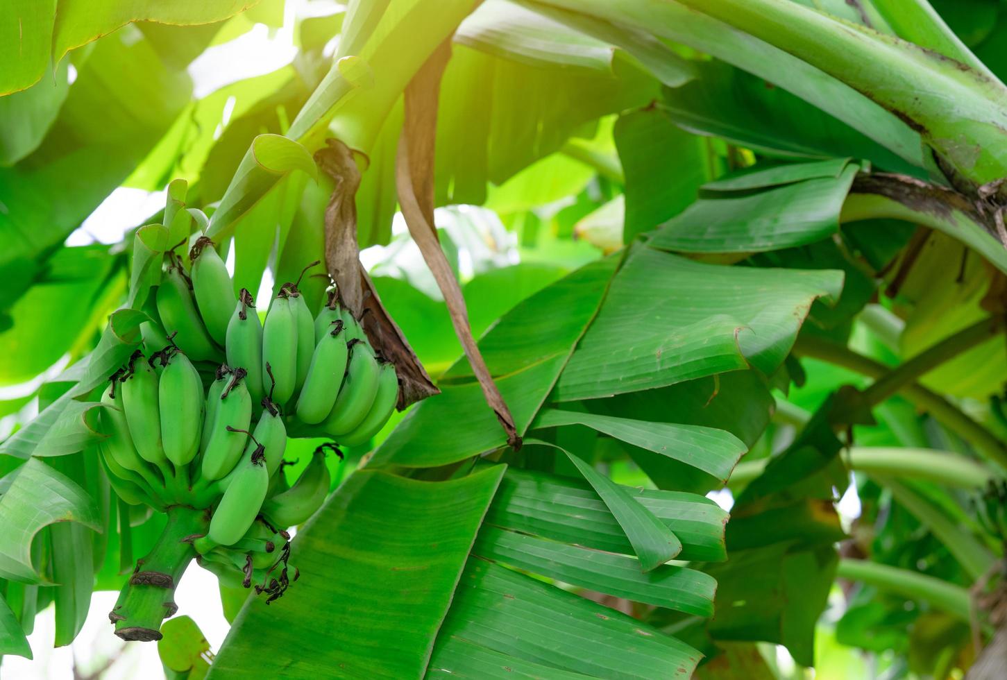 Banana tree with bunch of raw green bananas and banana green leaves. Cultivated banana plantation. Tropic fruit farm. Herbal medicine for treatment diarrhea and gastritis. Agriculture. Organic food. photo