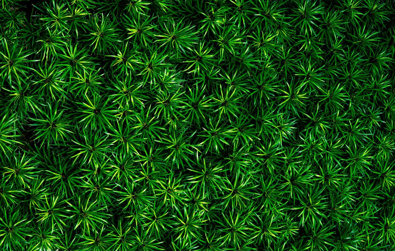 Closeup of green leaves texture background. Green leaves with beautiful pattern in jungle for organic concept. Natural plant in tropic garden. Nature background. Small green leaf in bush background. photo