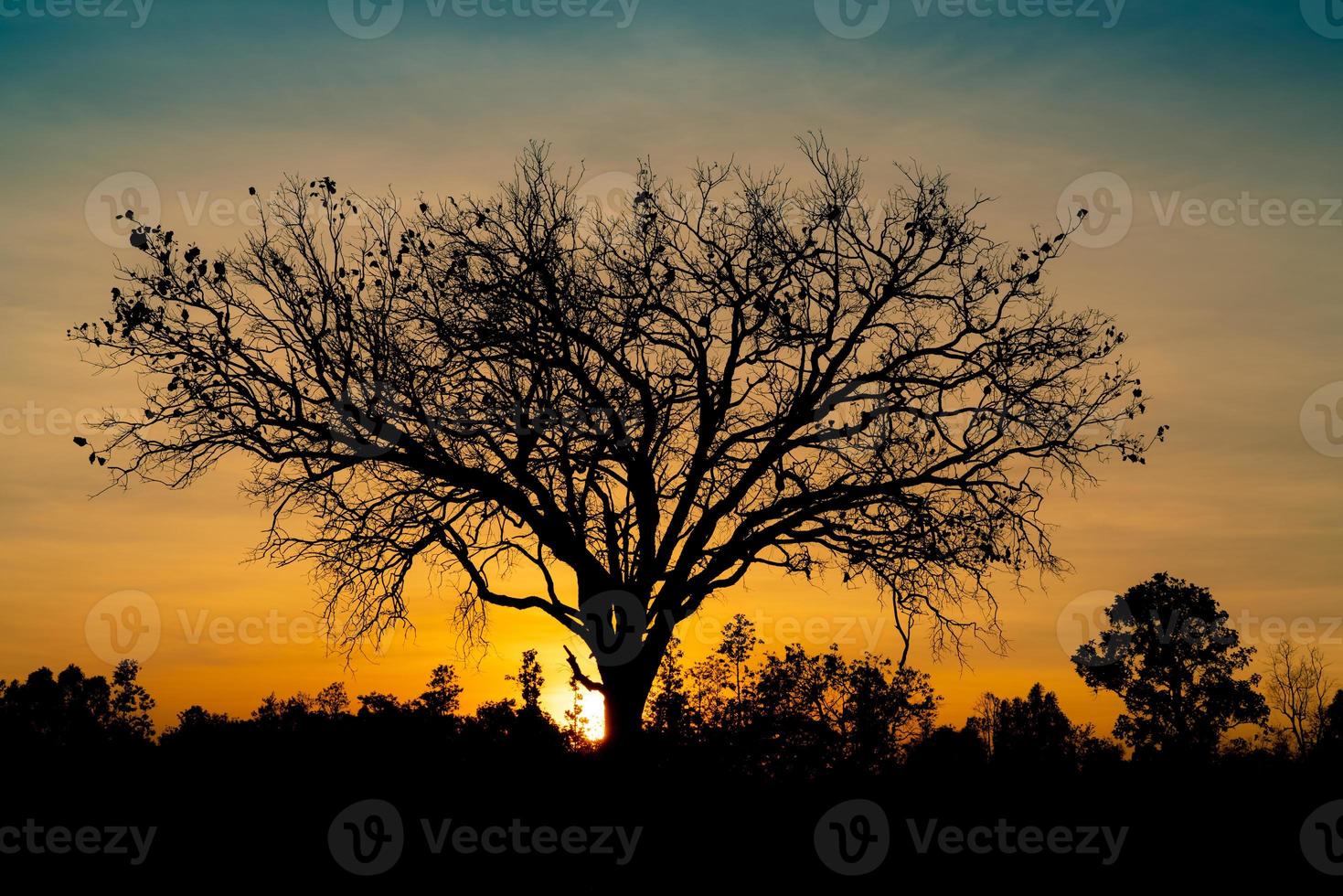 Silhouette dead tree on beautiful sunset or sunrise on golden sky. Background for peaceful and tranquil concept. Light for hope and spiritual. Awakening and inspiration concept. Soul and respect. photo