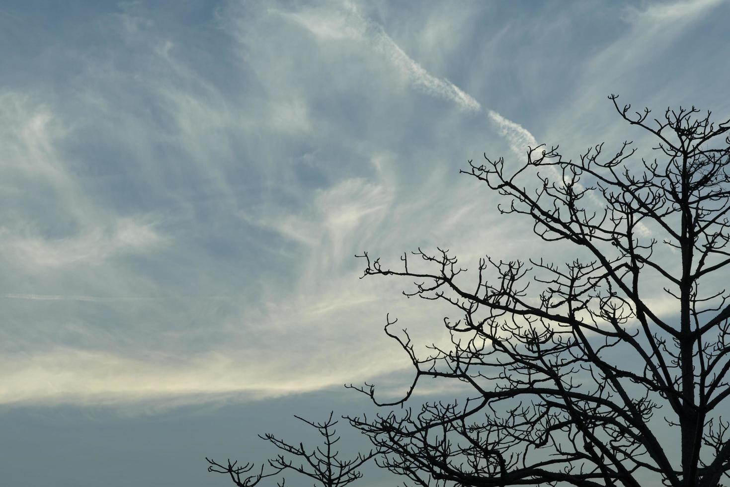 Silhouette leafless tree. Silhouette dead tree on blue sky and white clouds. Background for scary or death. Halloween day background. Hopeless, despair, and lament concept. Sad and depressed feel. photo