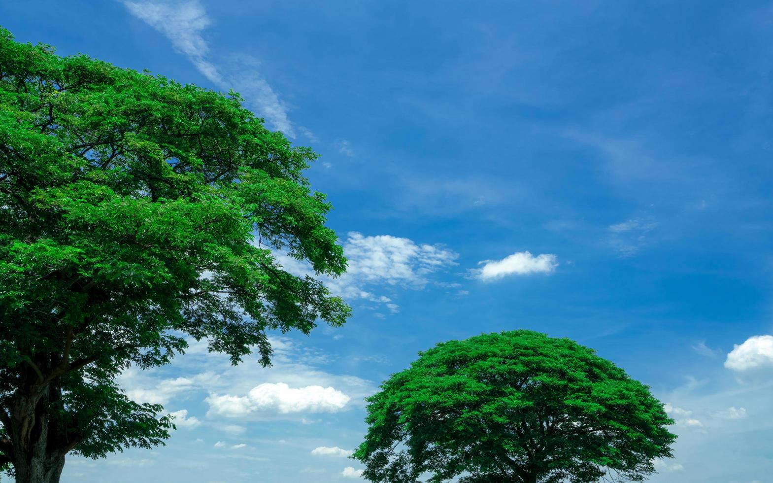 Green tree with branches on blue sky and white clouds. Big tree on sunny day. Tropical trees with green leaves in the garden. Beauty in nature. Outdoor park for recreation. Clean environment. photo