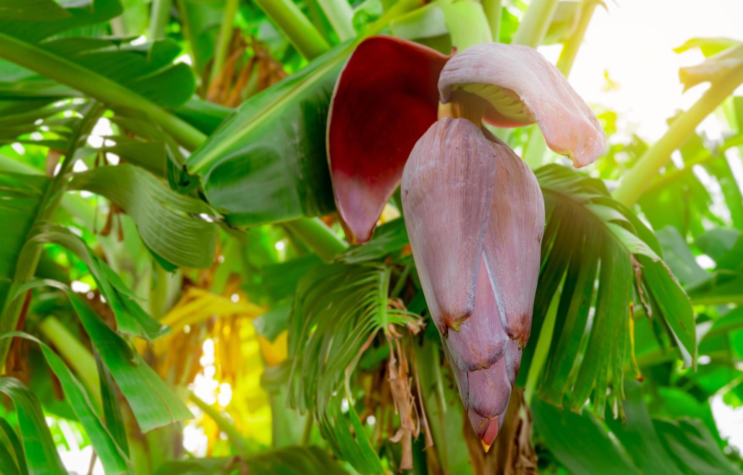 Banana tree and green leaves with banana blossom. Banana heart is raw material for make vegan fish and meat. Vegan food star. Meat free alternatives food. Plant-based meals. Purple skinned flower. photo