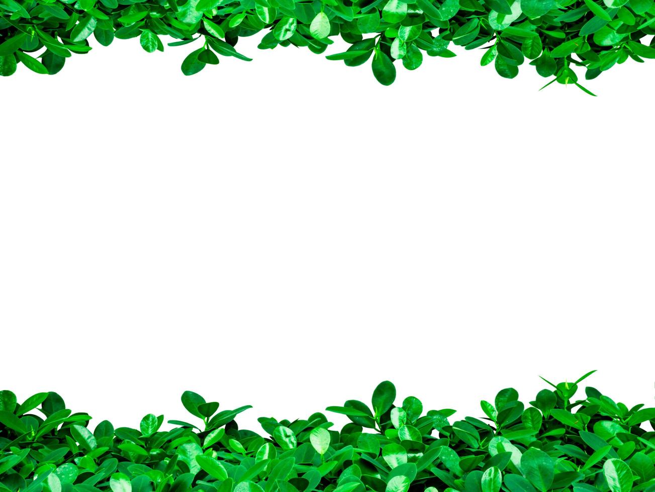 Green leaves on white background with copy space for text and picture, just add your own text. Use for advertising design brochure organic or beauty products photo