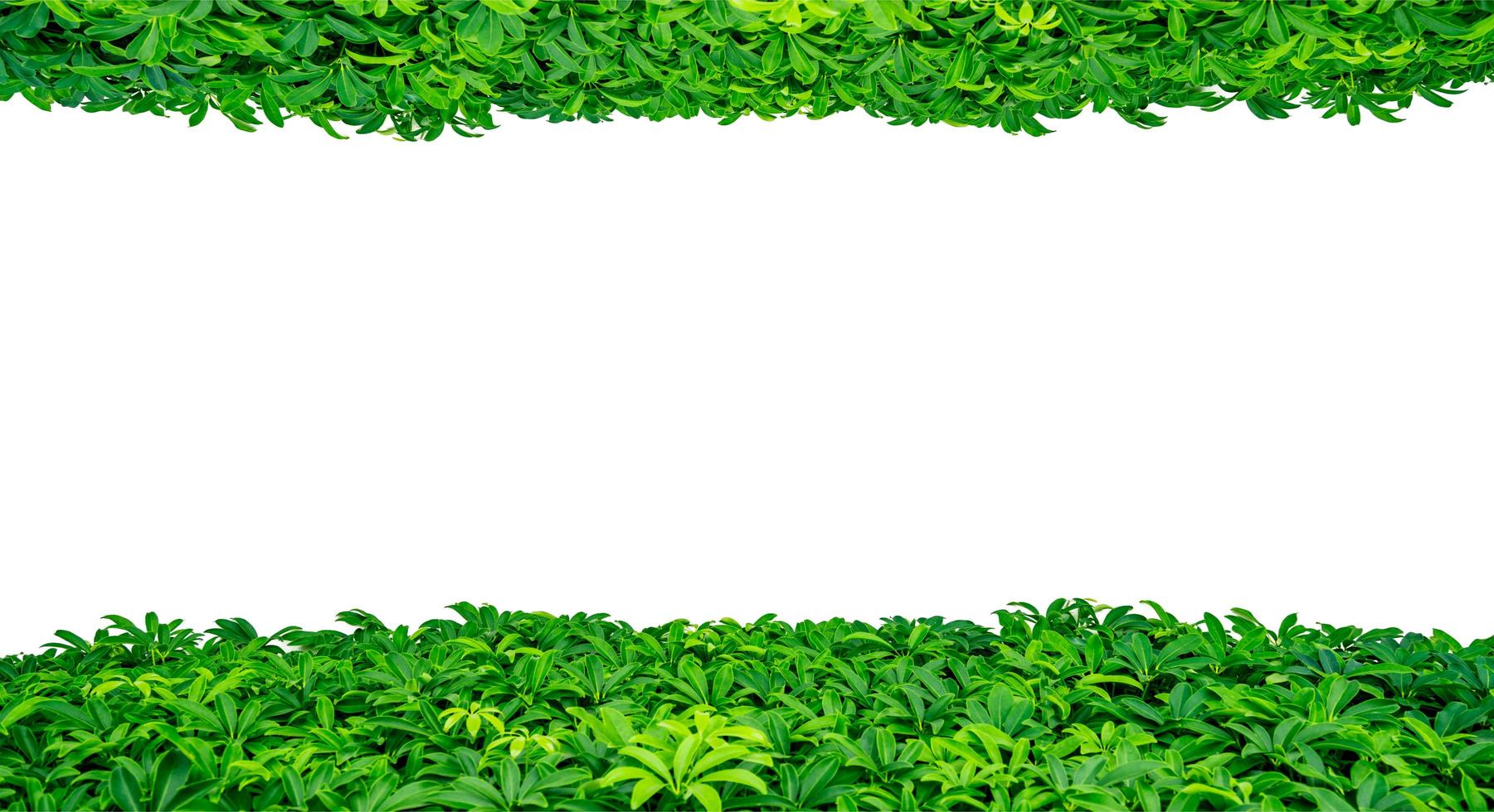 Green leaves on white background with copy space for text and picture, just add your own text. Use for advertising design brochure organic or beauty products photo