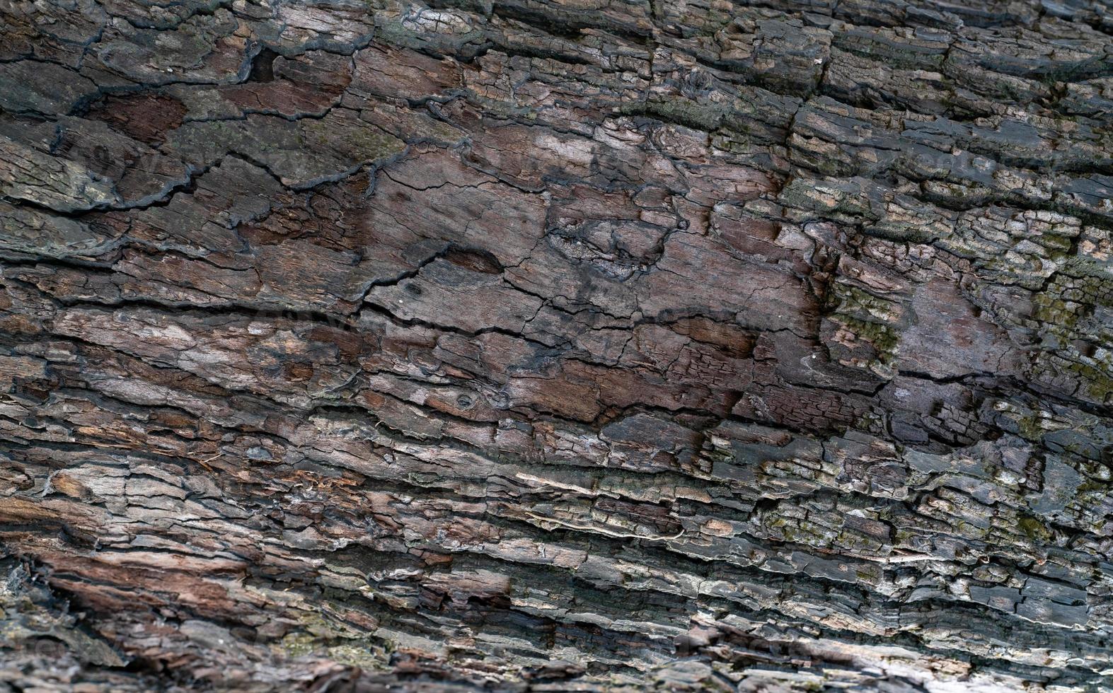 Old tree bark texture background. Gray and brown wood skin abstract background. Pattern of natural tree bark texture. Rough surface of trunk. Corrosion tree bark. Nature background. Carbon neutral. photo