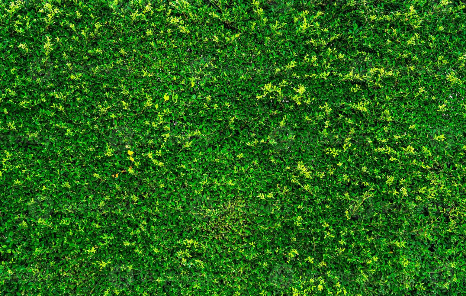 Natural green leaves background. Nature wallpaper. Eco wall. Summer background. Green leaves texture. Bush or shrub trimming. Backdrop for organic cosmetic product. Green garden hedge pattern. photo