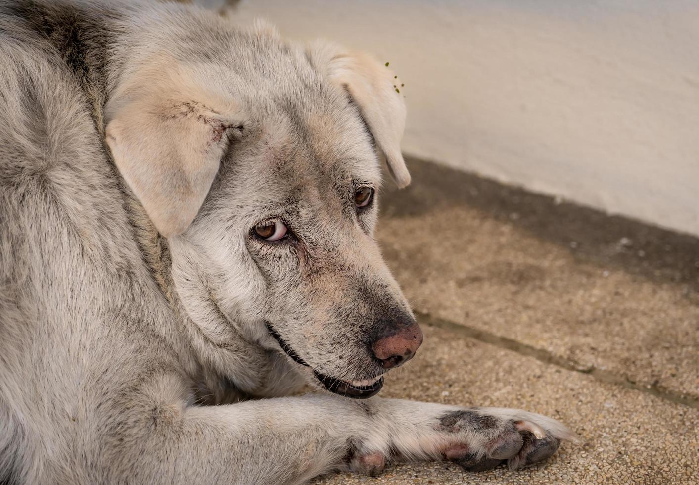 Closeup sad dog lying on concrete floor. Fat dog bored for waiting owner. Expression face of domestic animals. Adorable pet. Tired, depressed, and lonely concept. Homeless animals. Sleepy dog. photo