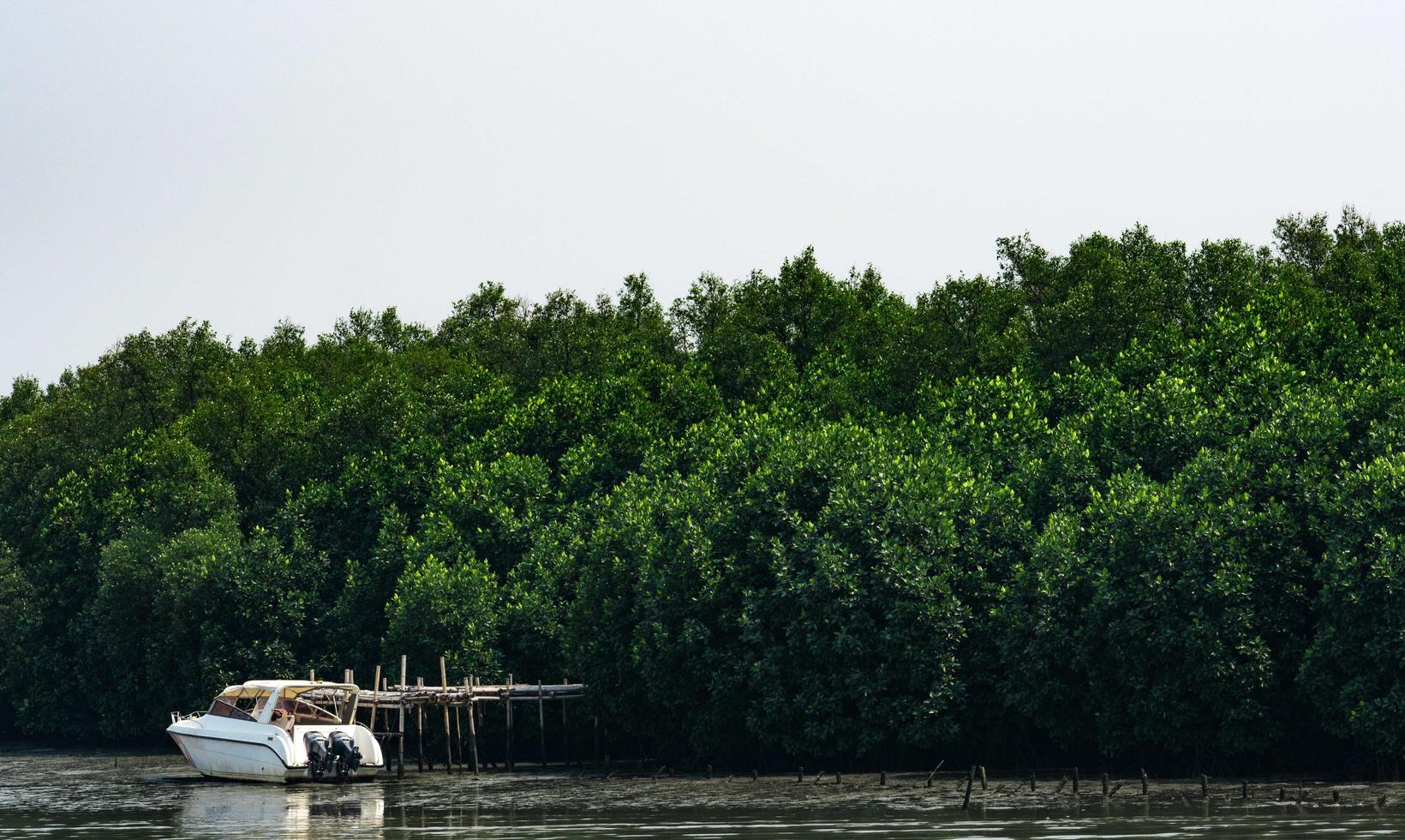 Green mangrove forest and white boat at seashore with clear white sky. photo