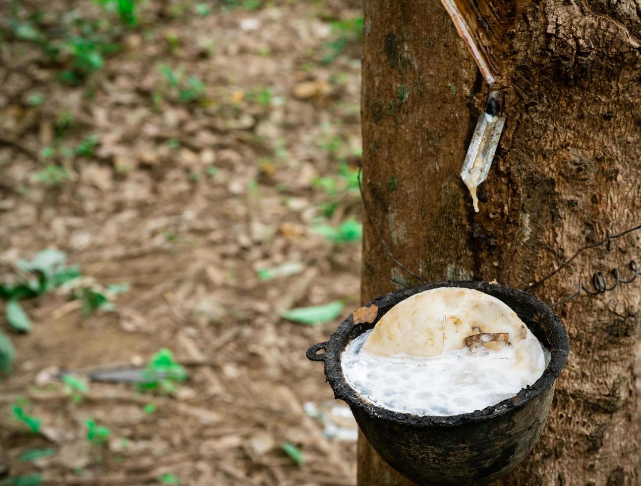 Rubber tree plantation. Rubber tapping in rubber tree garden in Thailand. Natural latex extracted from para rubber plant. Latex collect in plastic cup. Latex raw material. Hevea brasiliensis forest. photo