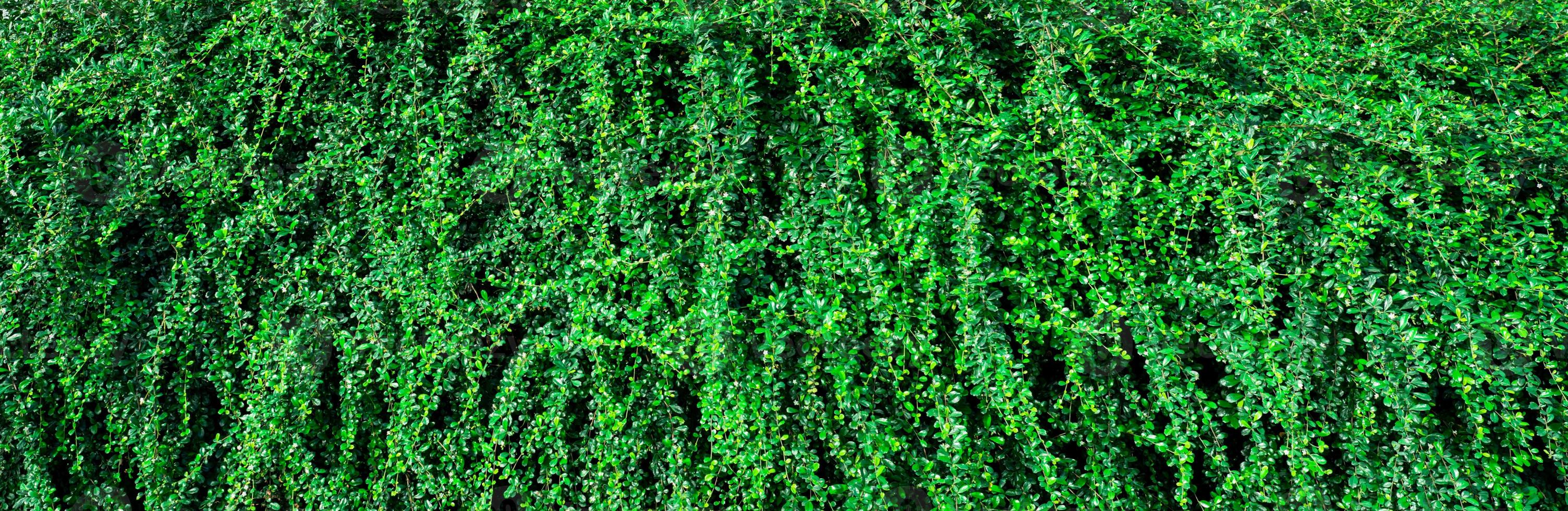 plantas de cobertura de hoja perenne de primer plano. pequeñas hojas verdes en el fondo de textura de pared de cobertura. pared de seto de hoja perenne ecológica. planta ornamental en el jardín del patio trasero. muchas hojas reducen el polvo en el aire. telón de fondo natural. foto