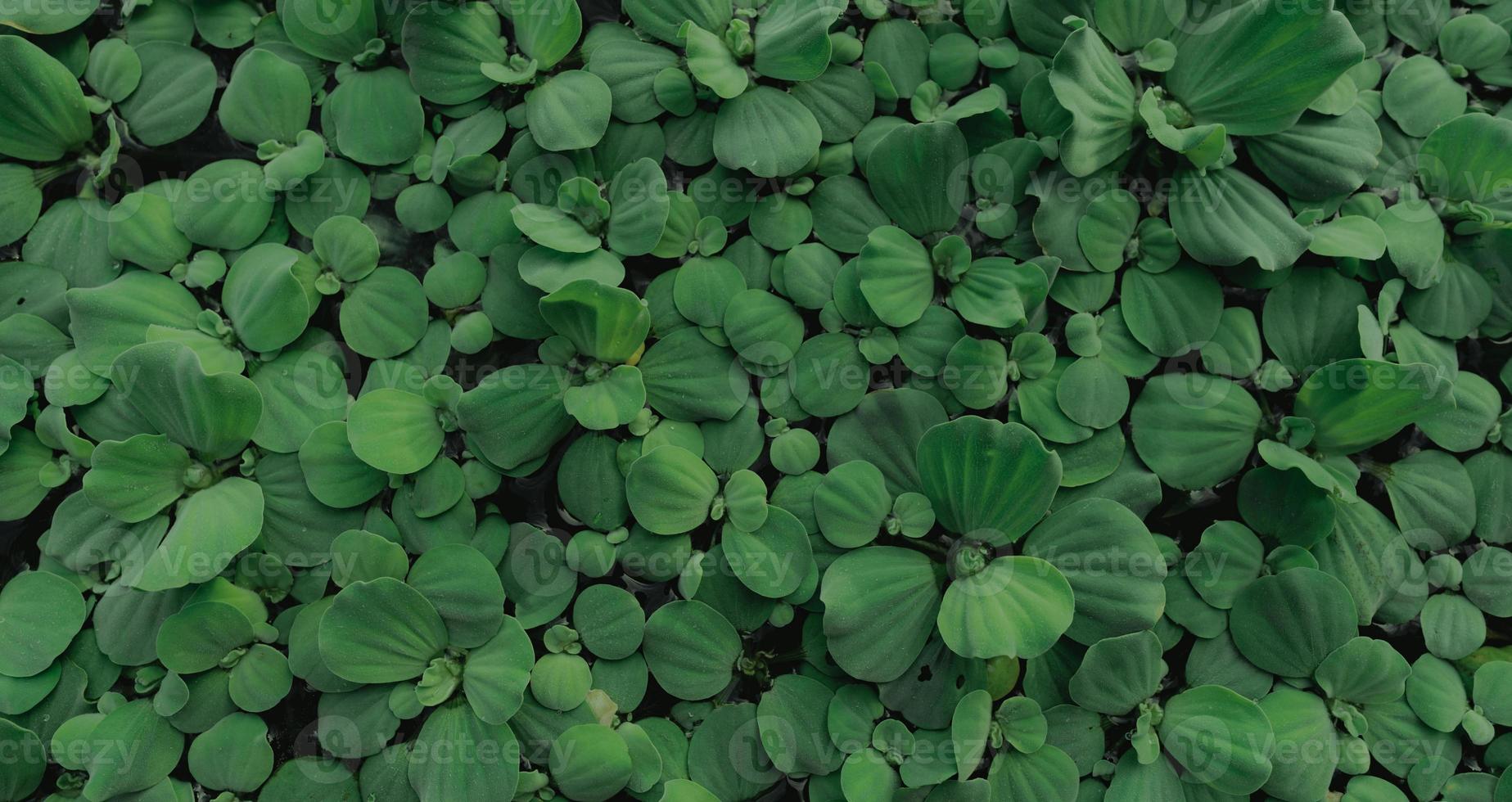 Top view green leaves of water lettuce floating on water surface. Pistia stratiotes or water lettuce is aquatic plant. Invasive species. Closeup leaf of water lettuce pond plants. Green leaves texture photo