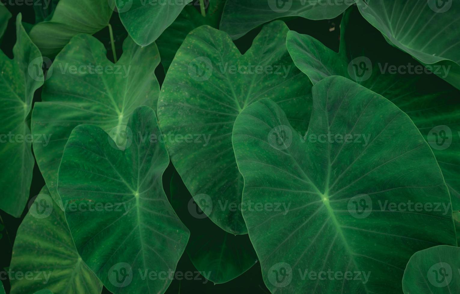 Closeup green leaves of elephant ear in jungle. Green leaf texture background. Green leaves in tropical forest. Greenery wallpaper. Botanical garden. Web banner for organic products. Nature abstract. photo