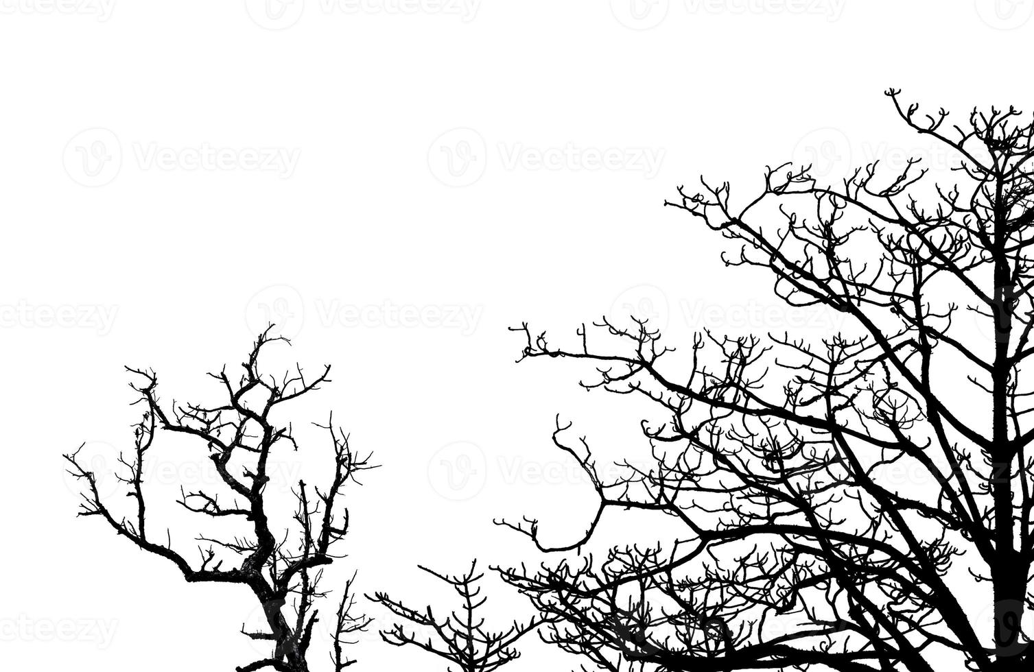 Silhouette dead tree and branches isolated on white background. Tree branch for graphic design and decoration. Art on black and white scene. Background for sad, death, lonely, hopeless, and despair. photo