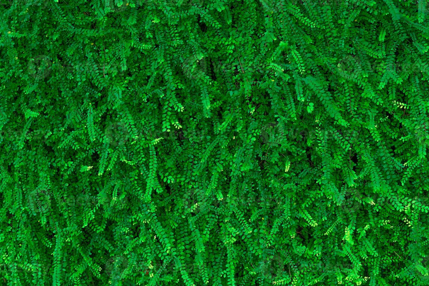 Green leave ivy covered concrete wall texture background. Plant wall for air purifying. Green wall ivy for reduce energy consumption in building. Green leave ivy wall absorption dust for clean air. photo