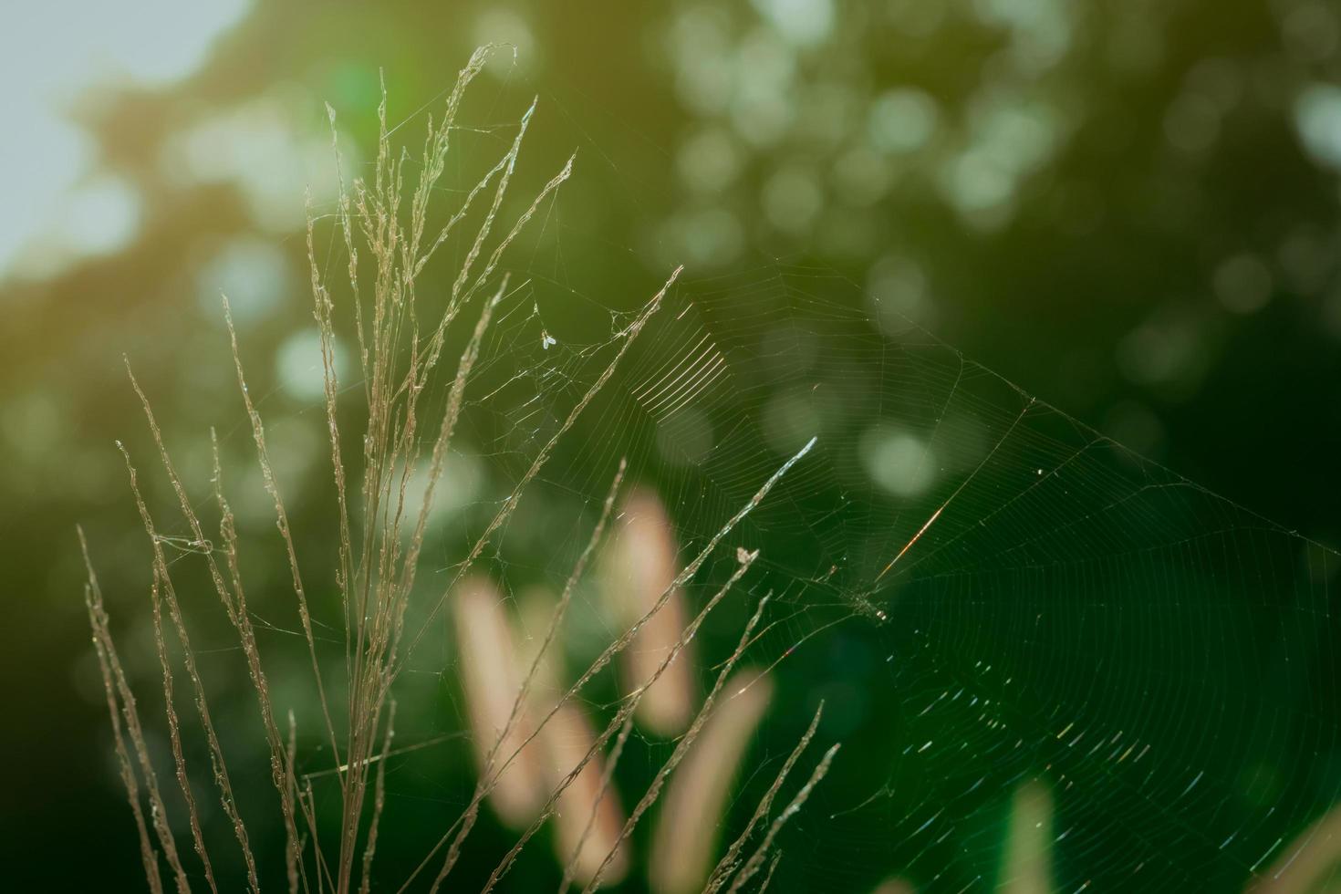 Grass flower with spider web in the morning. Closeup grass flower with blurred green bokeh background. Grass field in the forest with sunlight. Summer time in countryside. Cobweb in wild. photo