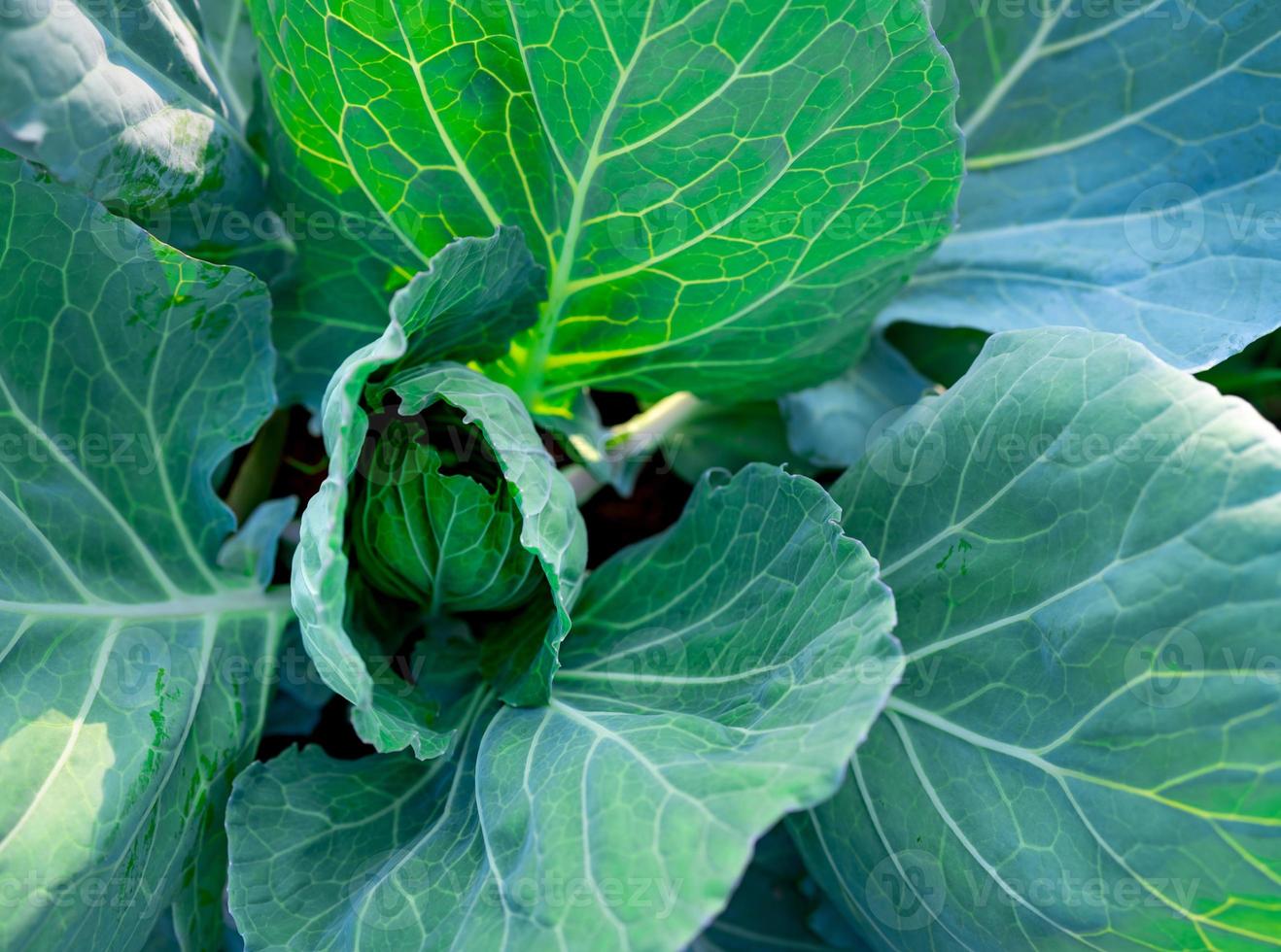 Green leaves of vegetable in garden. Leafy green vegetable. Top view of cabbage growth in farm. Organic vegetable farm. Plant cultivation. Agriculture. Rich source of natural vitamin c and vitamin k. photo