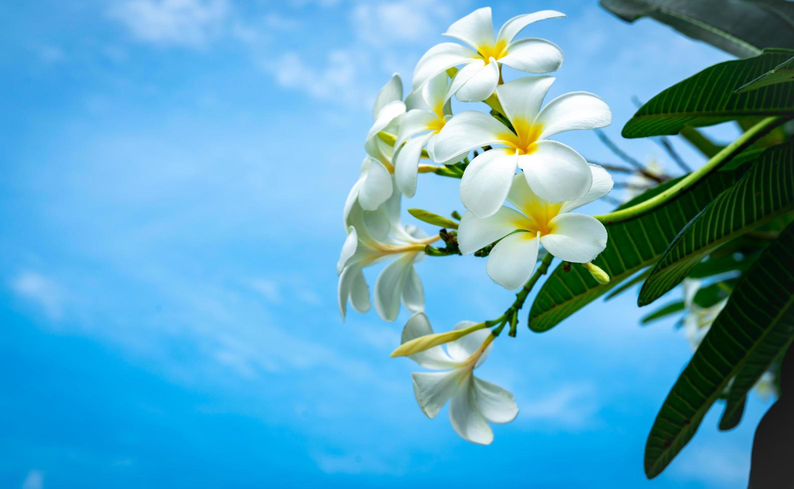 Frangipani flower Plumeria alba with green leaves on blue sky background. White flowers with yellow at center. Health and spa background. Summer spa concept. Relax emotion. White flower blooming. photo